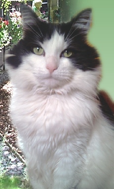 Welcome to Barham Cattery