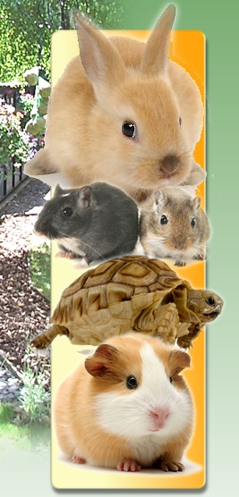Guinea Pigs