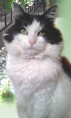 Barham Cattery in Teston, Maidstone