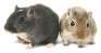 Small Pets
