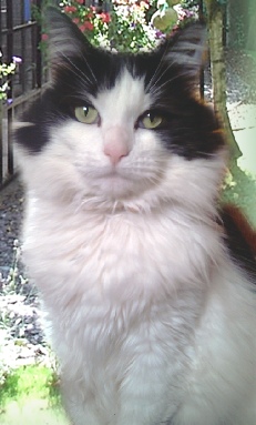 Barham Cattery