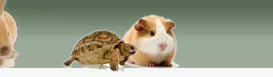 Tortoises