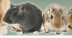 Mice and Hamsters
