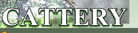 Cattery