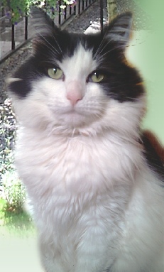 Barham Cattery