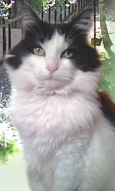 Barham Cattery